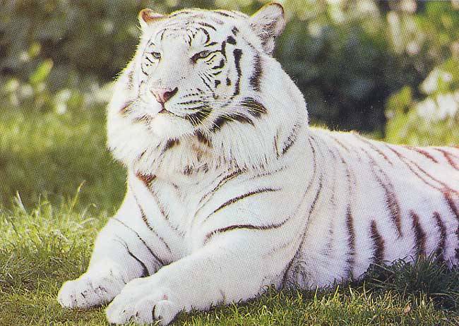 white-tiger[1] - animale