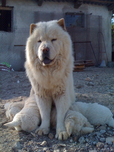 mufa cu mufetii - de vanzare chow-chow