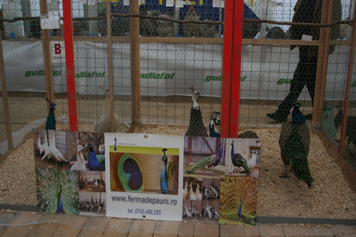 www.fermadepauni.ro EXPO-PAS Suceava 2009