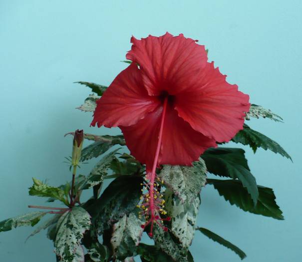 P1150266
