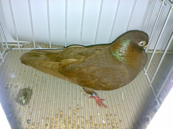 ardeal n 16 - 1509 rom juc 1