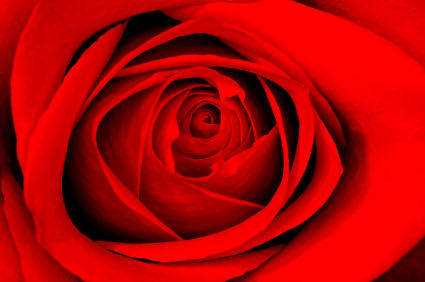 Trandafir (10) - Floare Dragostei