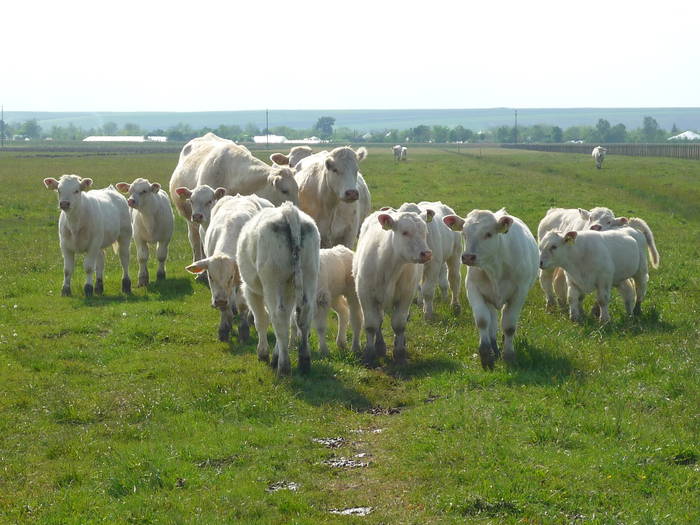 vaci din rasa Charolais - de carne - Vaci 2009