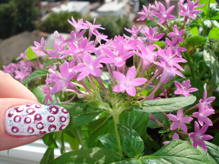 PENTAS..