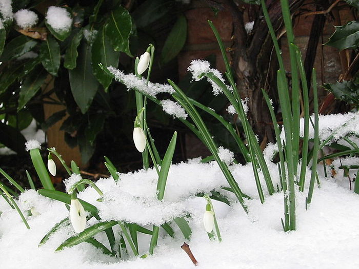 800px-Snowdrop - Flori