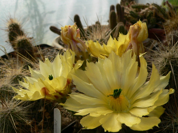 echinocereus_subinermis_1 - genul Echinocereus