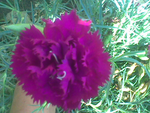 Imag041 - FLORI DIN GRADINA MEA