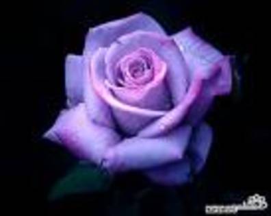 E56UE - Purple rose
