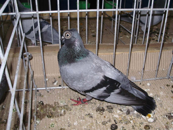 10790 sb 1 - 1507 partea 6a