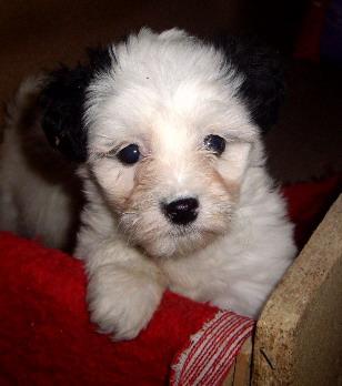 bichon Havanese - animale aduse pe comanda