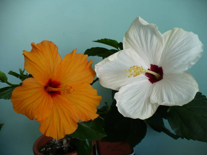 P1110431
