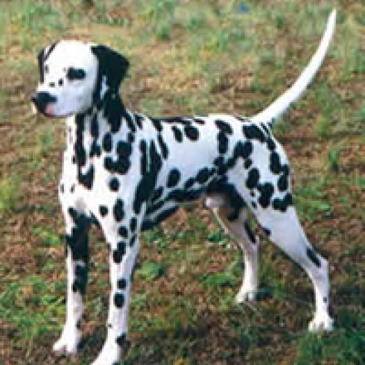 dalmatian-001