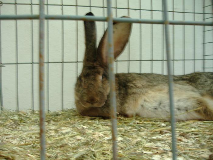 DISZNOVAGAS KEPEK 118