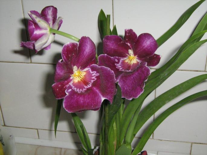 IMG_1555 - Orhidee in 2008