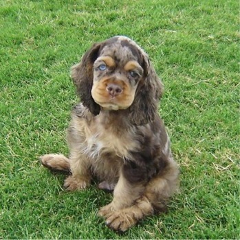 cocker spaniel