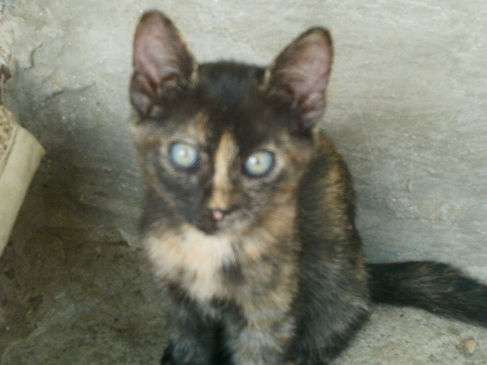COSMINA