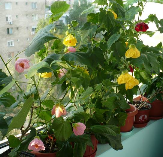 P1120553 - ABUTILONI