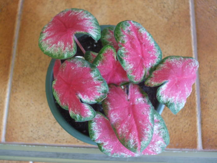 DSCF4747 - caladium