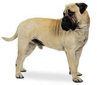 bullmastiff