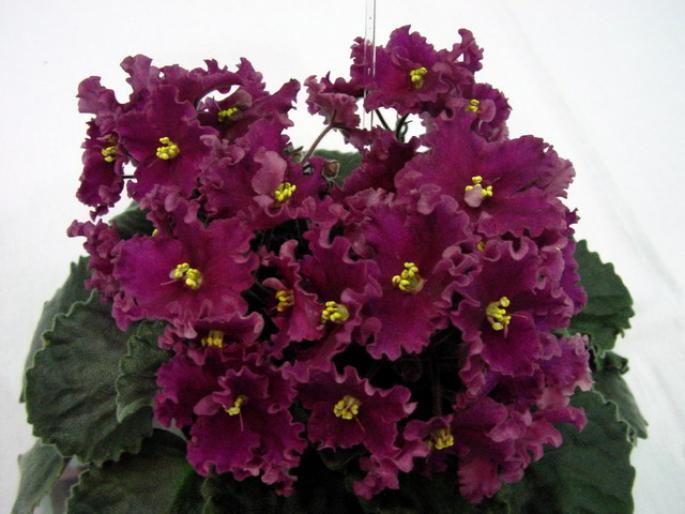 Tropical_Heat_Wave_2005avsa