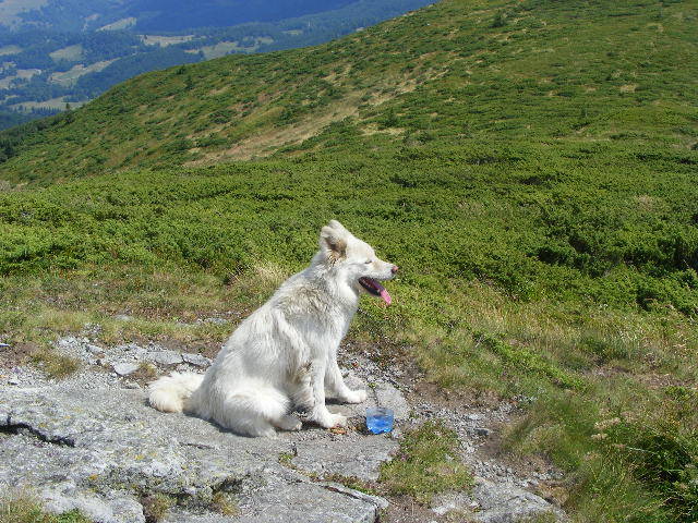 DSCF4298 - 2 august 2009 Traseu Suior Secatura Creasta Cocosului Gutaiul Doamnei  Vf Gutai