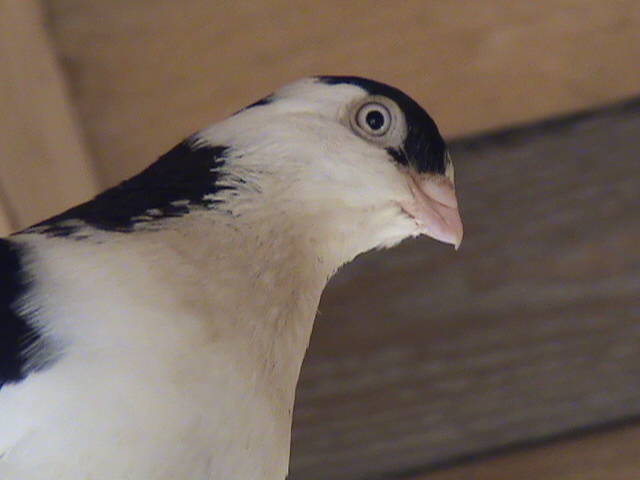 DSC01698