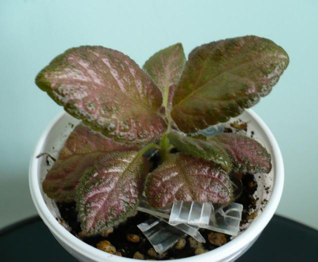 Fire Lizard - Episcia 2009 - 2010 - 2012 - 2014