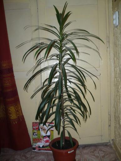 Cordyline stricta