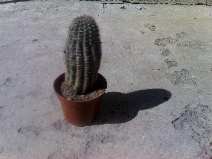 21-09-09_1404 - cactusii mei