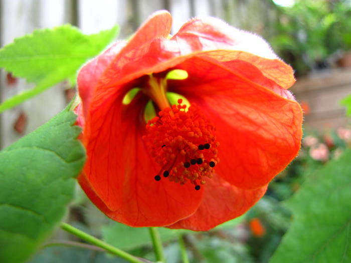 Abutilon 7 aug 2009 (3)