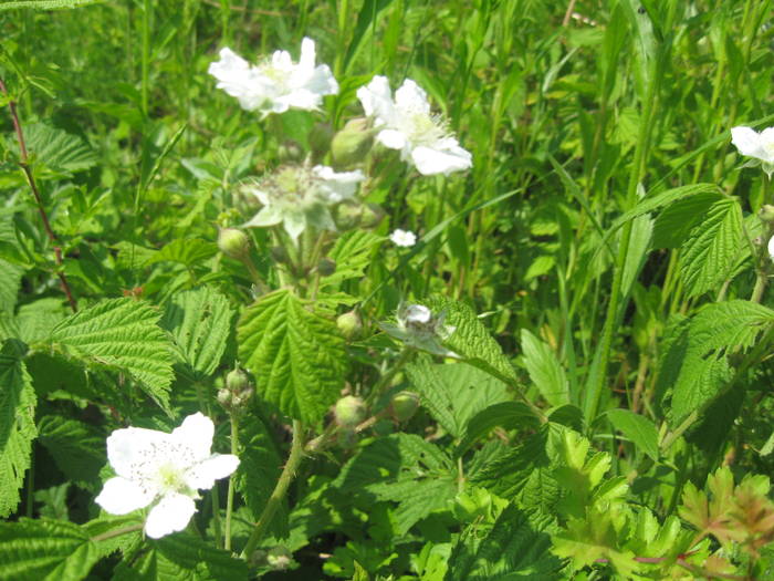 IMG_1950 - HARNICUTELE TATII