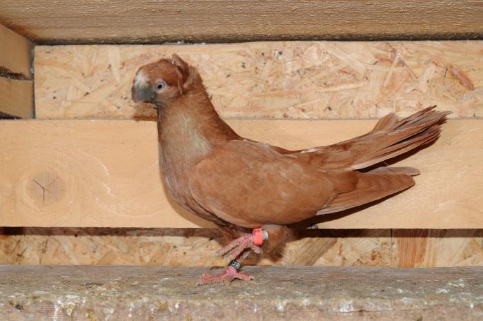 DSC_9925 - jucatori dublumotati calarasi 2008