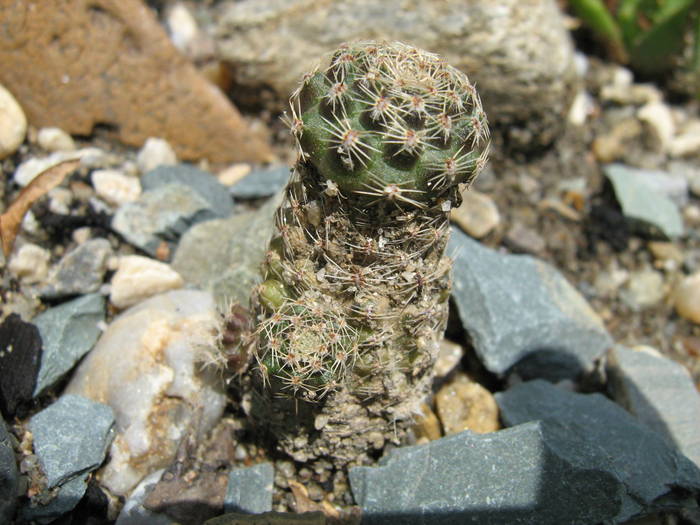 IMG_8677 - Cactusi la mosie 27 iunie 2009