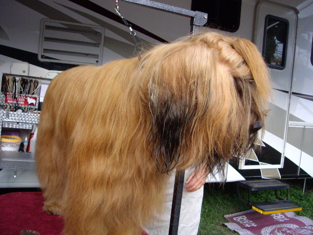 Briard; mascul Cicio Italia
