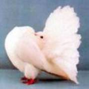 Micutul porumbel pufos - Porumbei pufosi