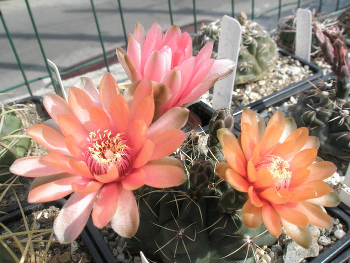 Gymnocalycium cu flori portocalii - Gymnocalycium