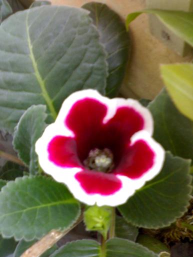 Gloxinia 'Kaiser Friedrich'