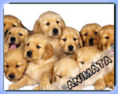 184_pupiceii - poze bestiale