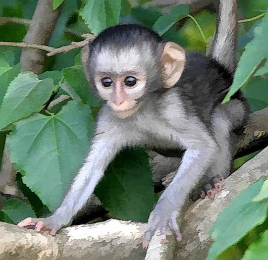 baby-monkey_knp-0281_blog[1] - Africa animals