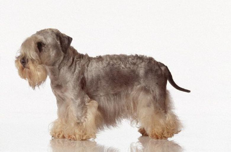 CESKY TERIER - RASE CAINI