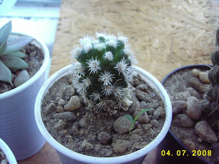 Mammillaria gracilis cv. Snow Cap.