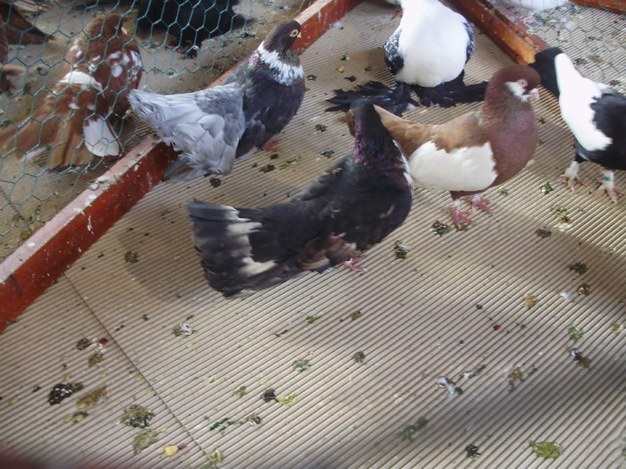 voliera 10 - 1510 rz