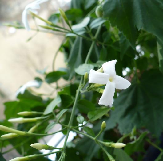 P1080499 - Iasomie de camera - Jasminum