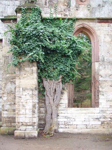 HEDERA HELIX - Liane