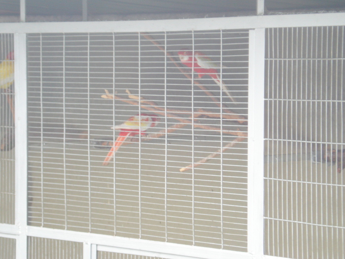 rosella rubino pereche matura