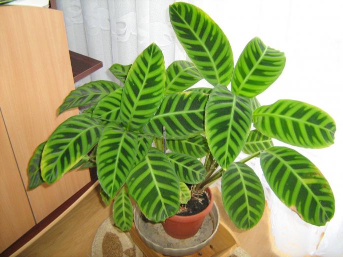 Calathea zebrina