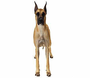 great_dane