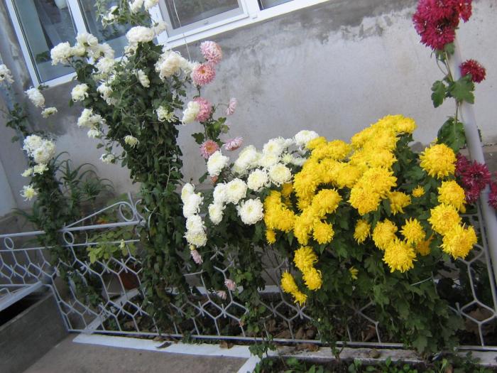 picture 607 - crizanteme  2008