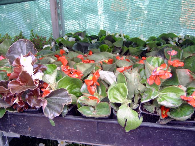 DSC00019 - Expozitie flori Timisoara  luna Mai 2008