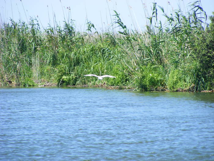 Picture 209 - Sulina Delta iulie 2009